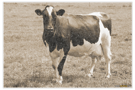 Retro Cow