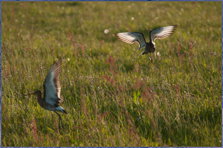 Grutto ready for touchdown