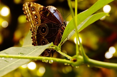 Goodmorning Butterfly