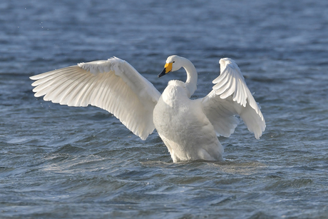 Wilde zwaan