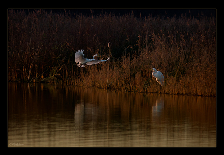 Zilverreigers in avondrood