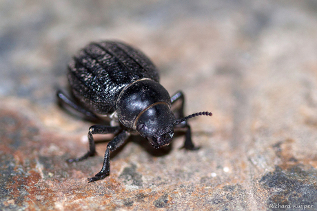 Zwartlijven (Familie Tenebrionidae)