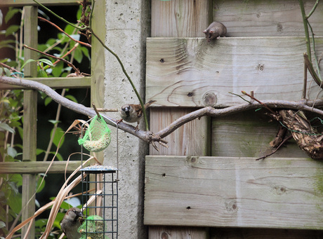 Vogels voeren?