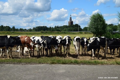 Nieuwsgierige koeien