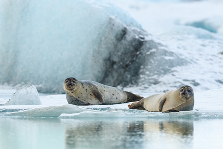 seals in Iceland