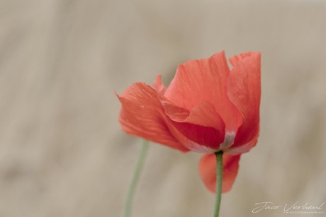Poppy-1