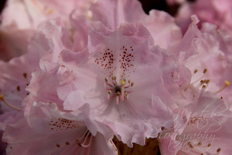 rhododendron