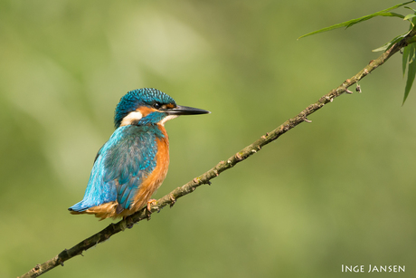 IJsvogel.jpg