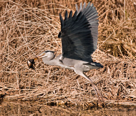 Reiger