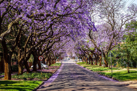 Jacaranda bomen in Pretoria