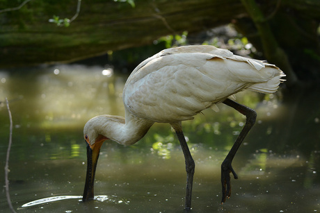 Lepelaar.(Platalea Leucorodia)