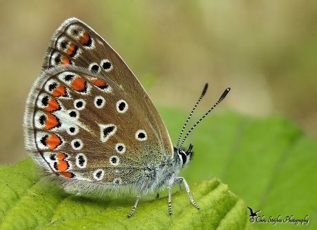 Icarusblauwtje (Polyommatus icarus)