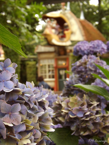 lavenlaar-zomer met hortensia's