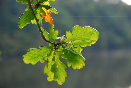 herfstblad