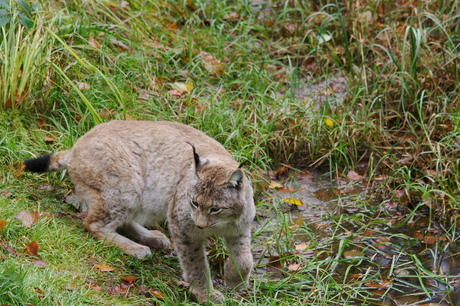 Lynx