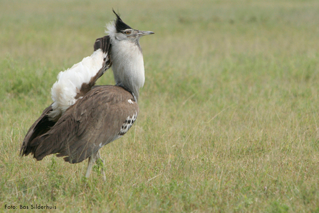 Kori bustard