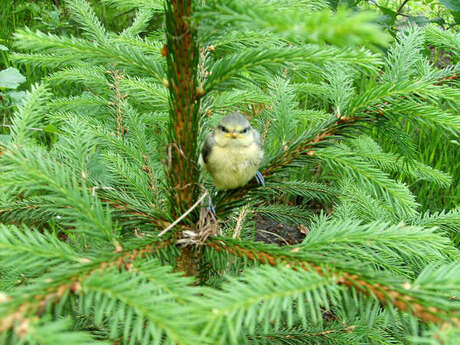 Net uitgevlogen vogeltje