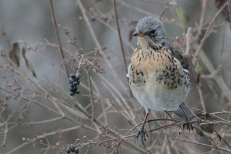 Kramsvogel 3 gefilterd