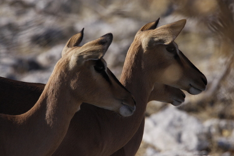 Imapala's in Etosha, alertvoor de leeuw.