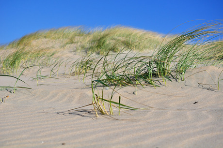 Nederlandse duinen