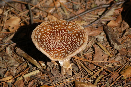 Herfstplaatje