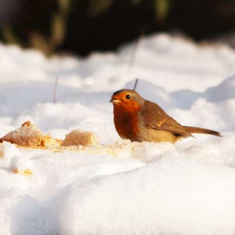 Roodborst in de sneeuw