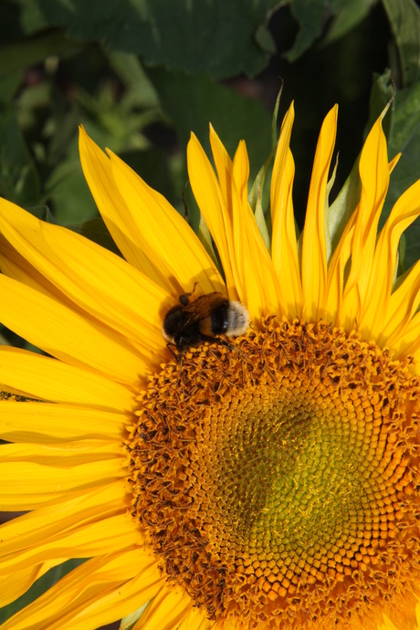 Bij de Zonnebloem