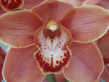 In de keukenhof