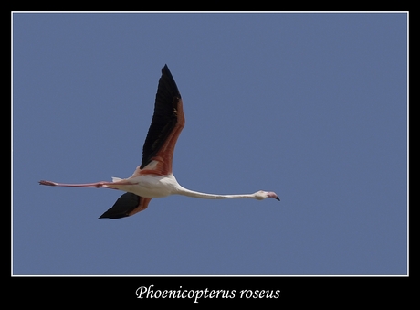 Flamingo vlucht
