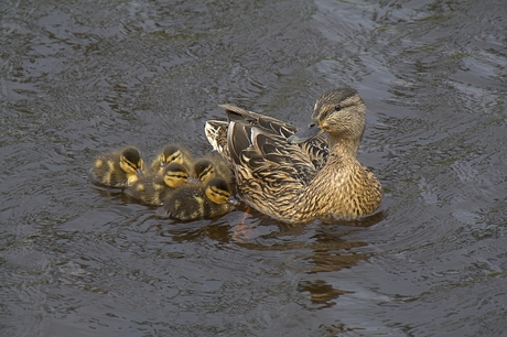 Alle eendjes .........