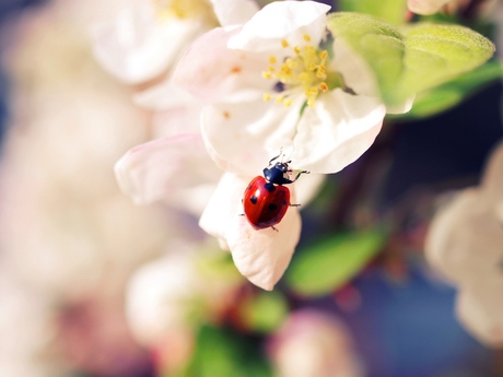 coccinelle.