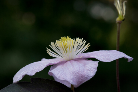 Late summer flower.jpg