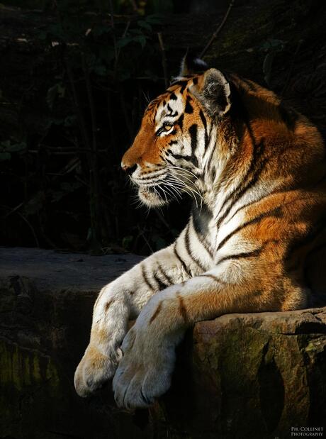 Panthera tigris altaica