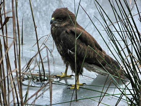 buizerd