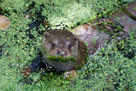 Mooie groene snor in Anholter Schweiz