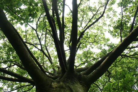 Branches of light