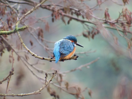 Ijsvogel