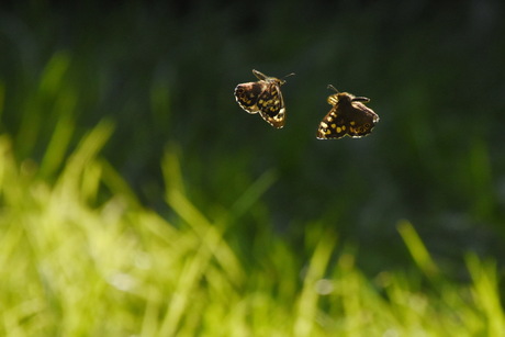 fladderend de lente door