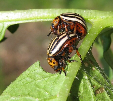 Parende coloradokevers