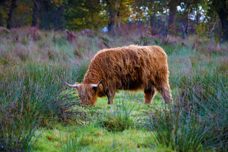 Highland Cow \ Schotse Hooglander