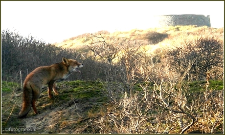 Wildlife bij Kijkduin.....