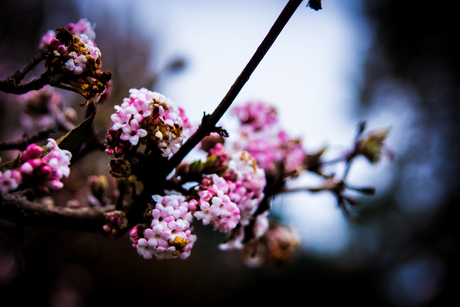 Bloemen in de herfst