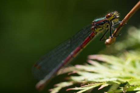 eerste macro poging van een libelle