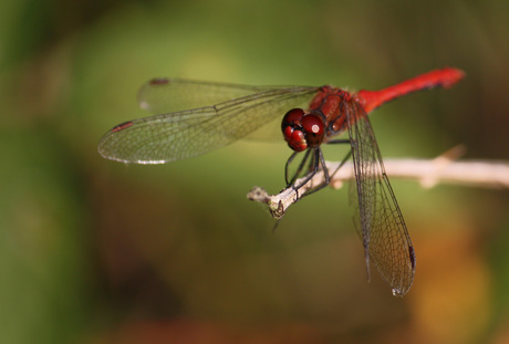 Bloedrode heidelibel