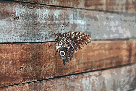 Vlinder uit Amazonica Blijdorp