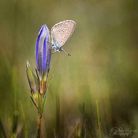 Gentiaanblauwtje