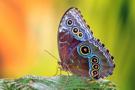 Blauwe Morpho