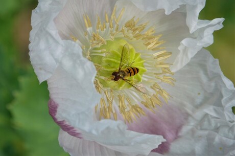 Dr. Gilder zaait Papaver 2 van 2