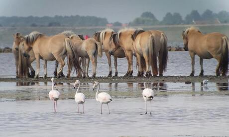 flamingo's en fjorden