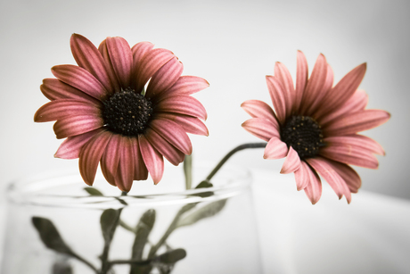 Margrietjes